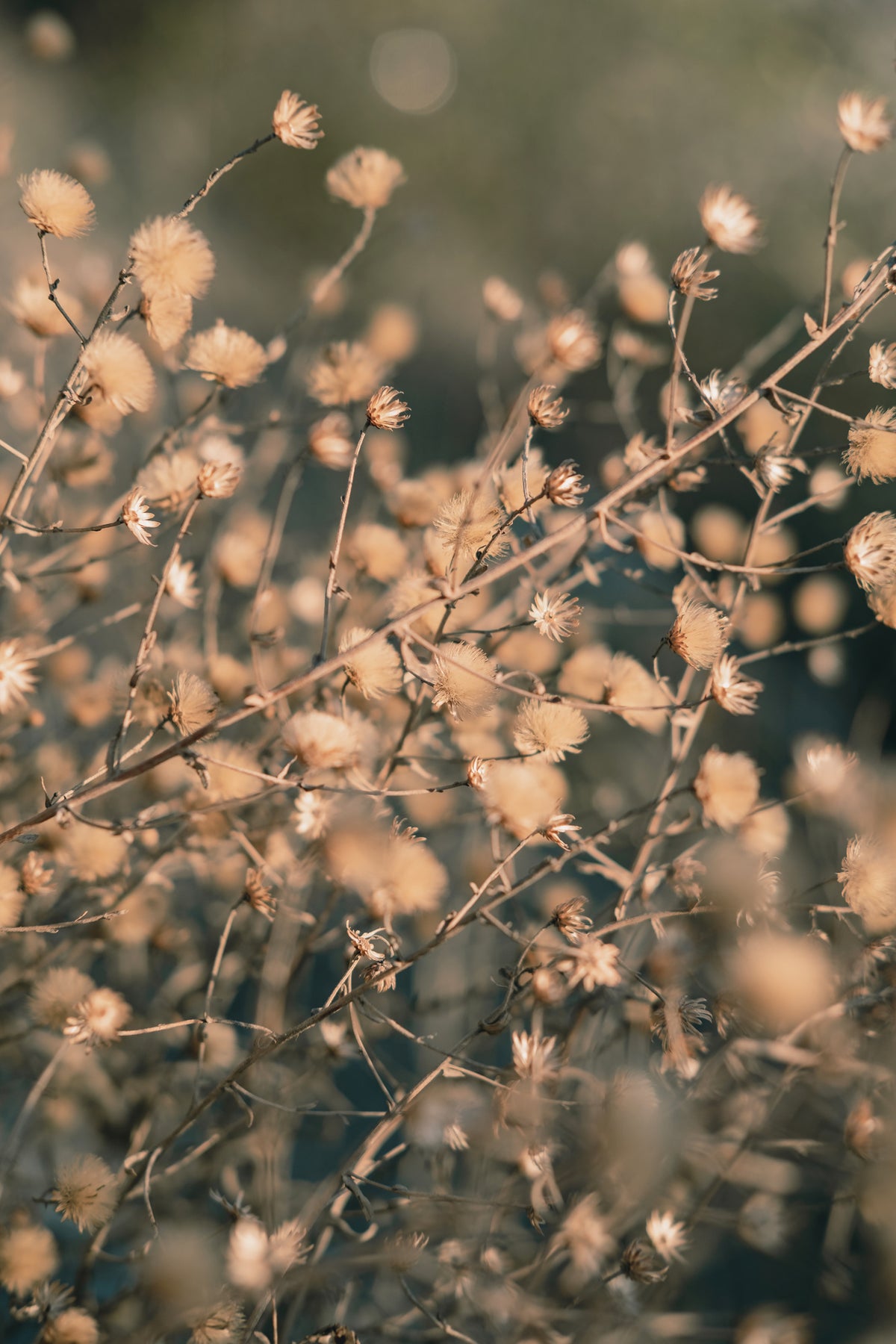 canvas-print-beach-flowers-003