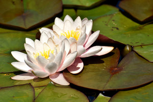 canvas-print-water-lily-duo-in-white