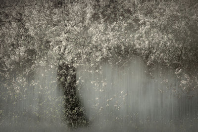 poster-print-white-blossom