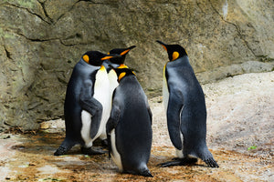 acrylic-print-king-penguins