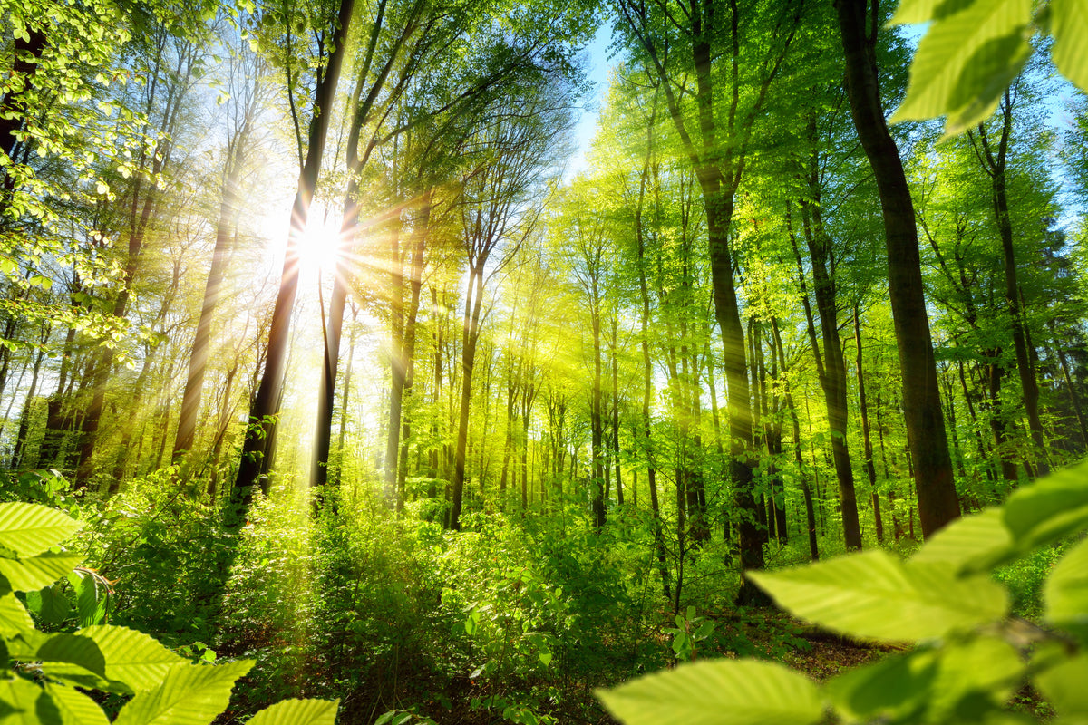 3-piece-canvas-print-sonnenbeschienene-laubbaume-im-wald