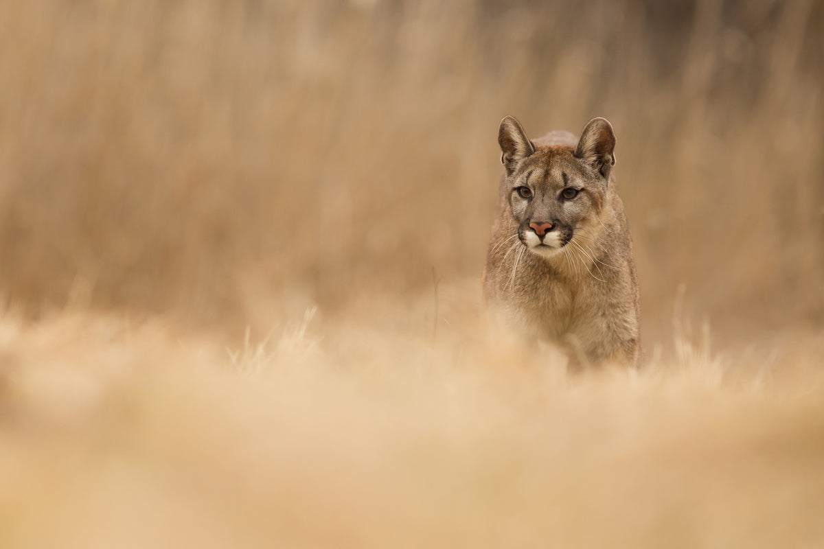 acrylic-print-cougar-x