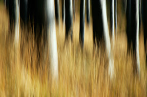 canvas-print-beech-forest