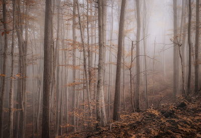 poster-print-fall-forest