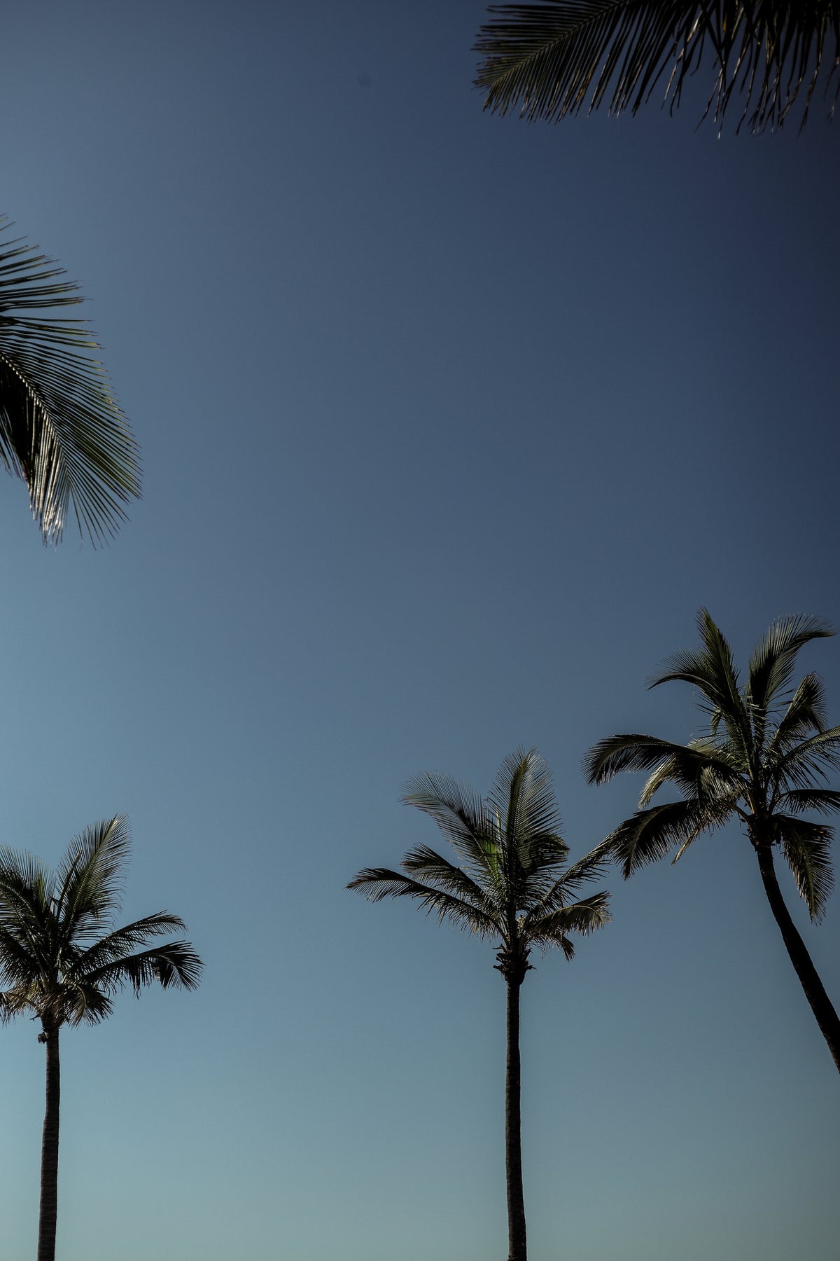 canvas-print-palm-conversation