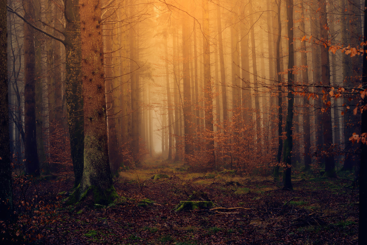 acrylic-print-mysterious-forest