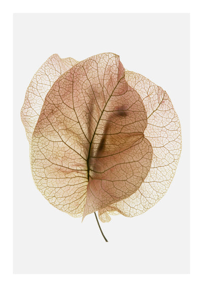 poster-print-ethereal-leaves