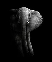 framedposter-print-elephant