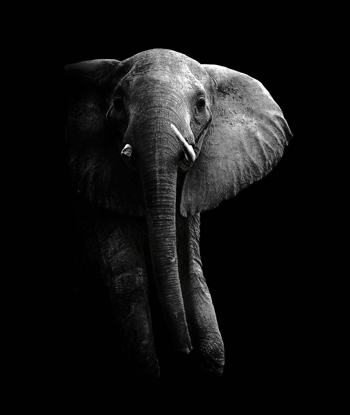 framedposter-print-elephant