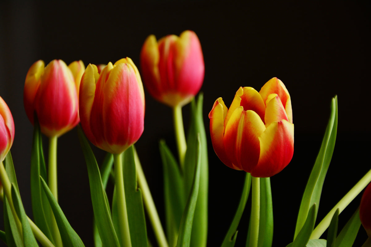 3-piece-acrylic-print-colorful-tulips