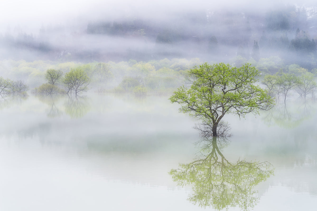 aluminium-print-dreamy-tree-x