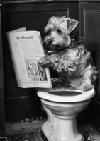 canvas-print-doggy-doing-a-doo-doo