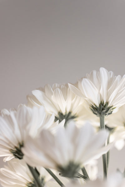 poster-print-white-flowers-4