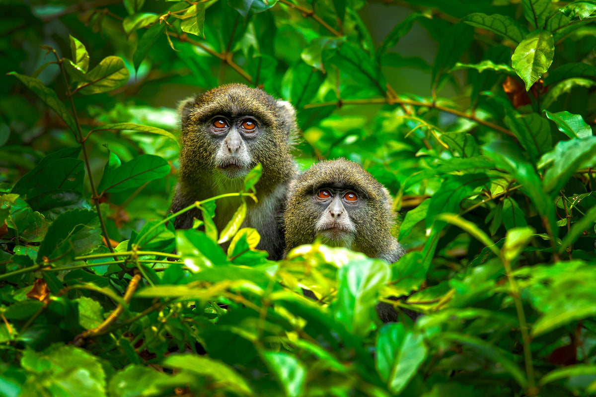 canvas-print-blue-monkey-x