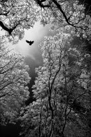 aluminium-print-flight-x