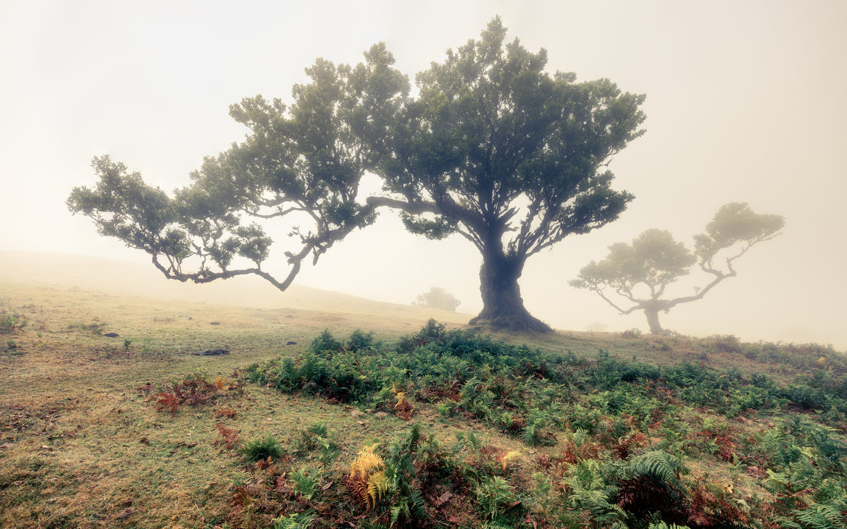 framedcanvas-print-fog-3