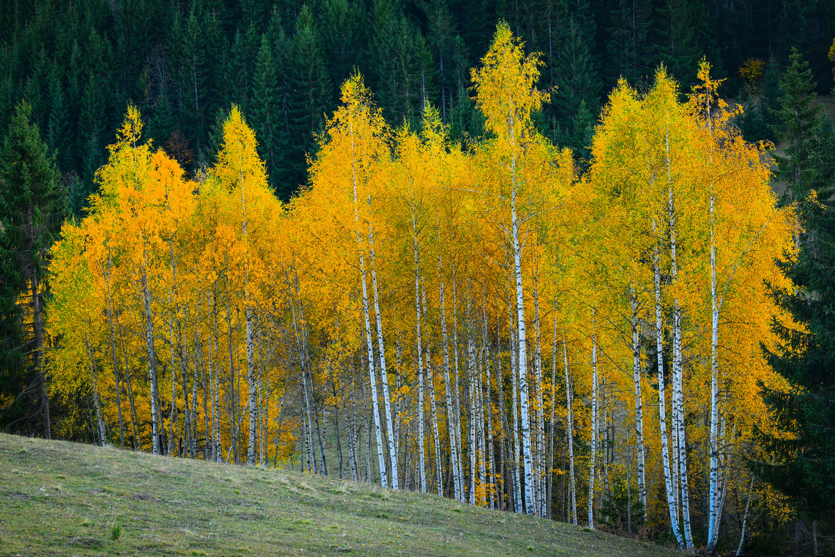aluminium-print-autumn-xfp