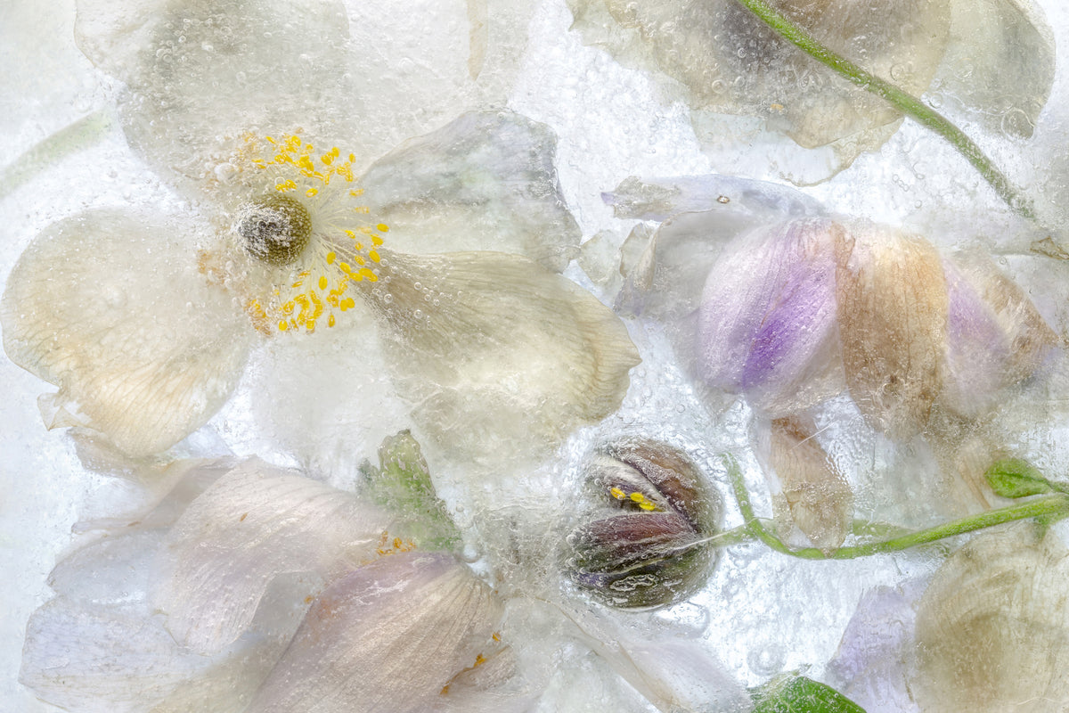 framedcanvas-print-anemone-frost-x