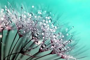 acrylic-print-macro-dandelion-p