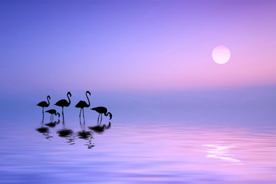 poster-print-morning-flamingo-x