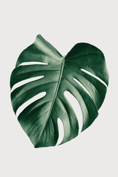 poster-print-monstera-natural-23