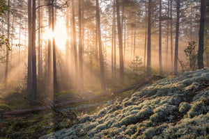 aluminium-print-foggy-morning-in-the-forest