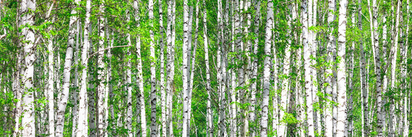 panoramic-canvas-print-the-birch-forest-panorama