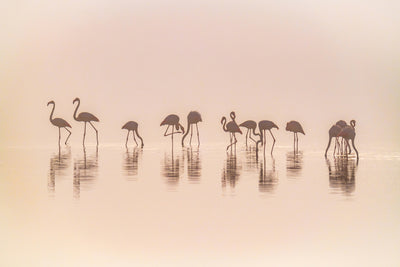 poster-print-flamingos-in-the-mist-x