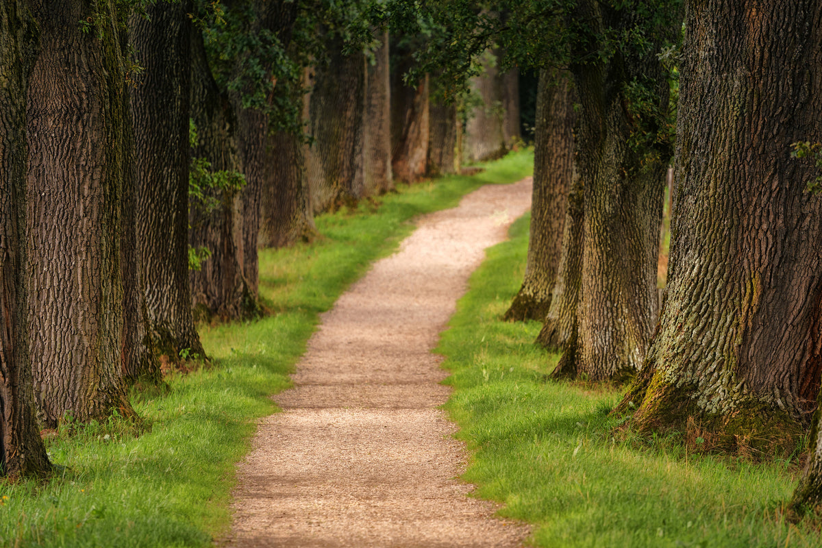 framedcanvas-print-a-path-in-the-forest