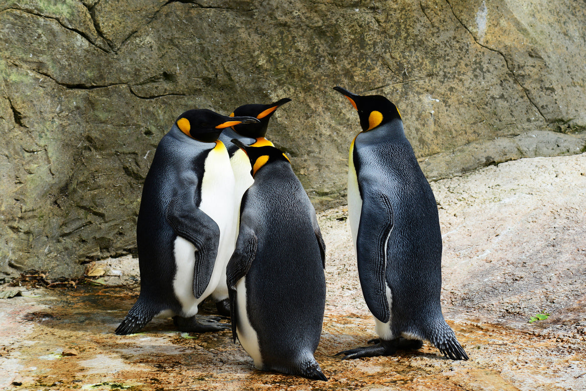 3-piece-acrylic-print-king-penguins