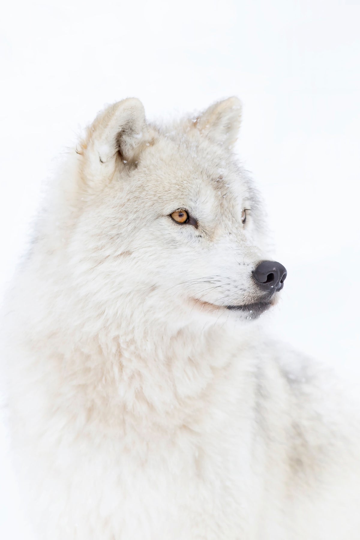 framedposter-print-portrait-of-an-arctic-wolf-x