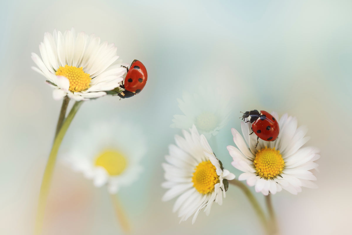 acrylic-print-springtime-xtp