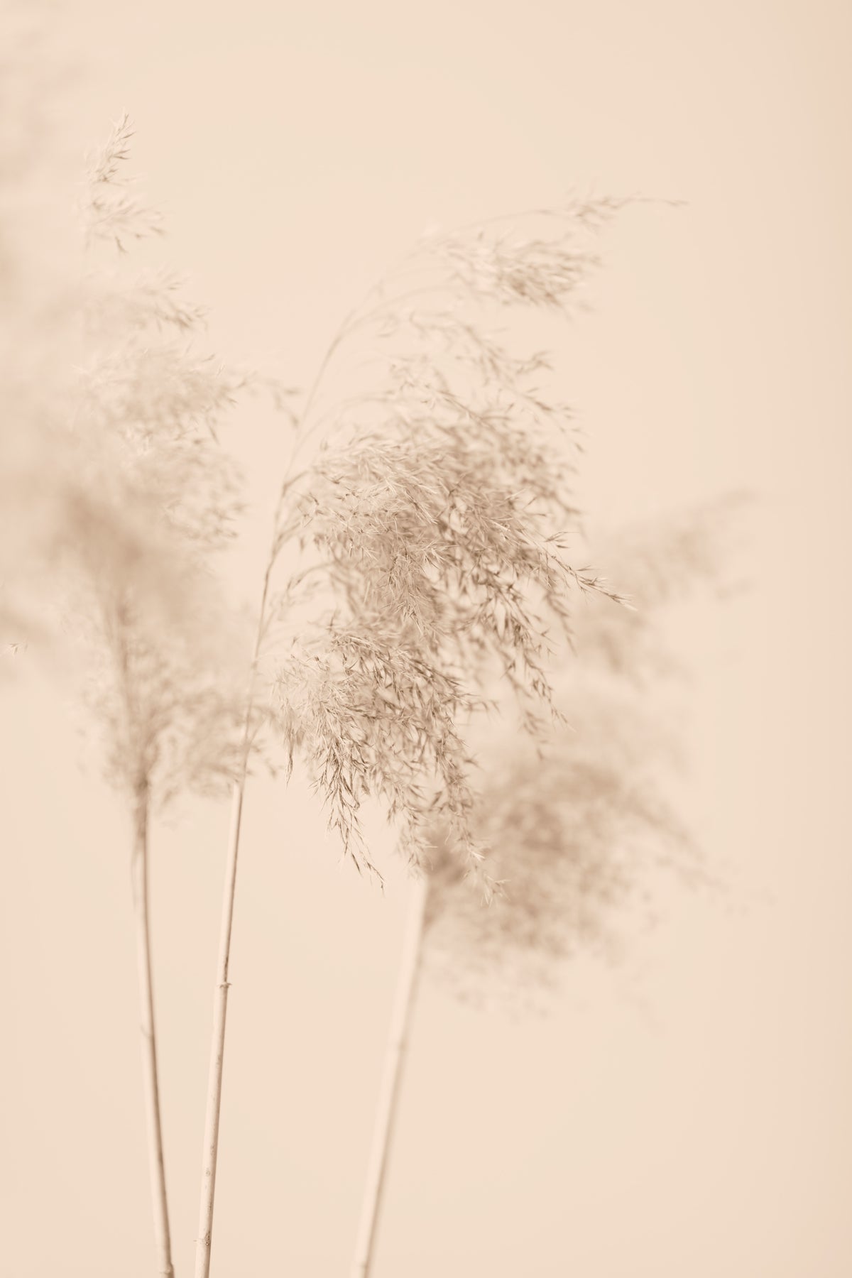 framedposter-print-reed-grass-beige-09