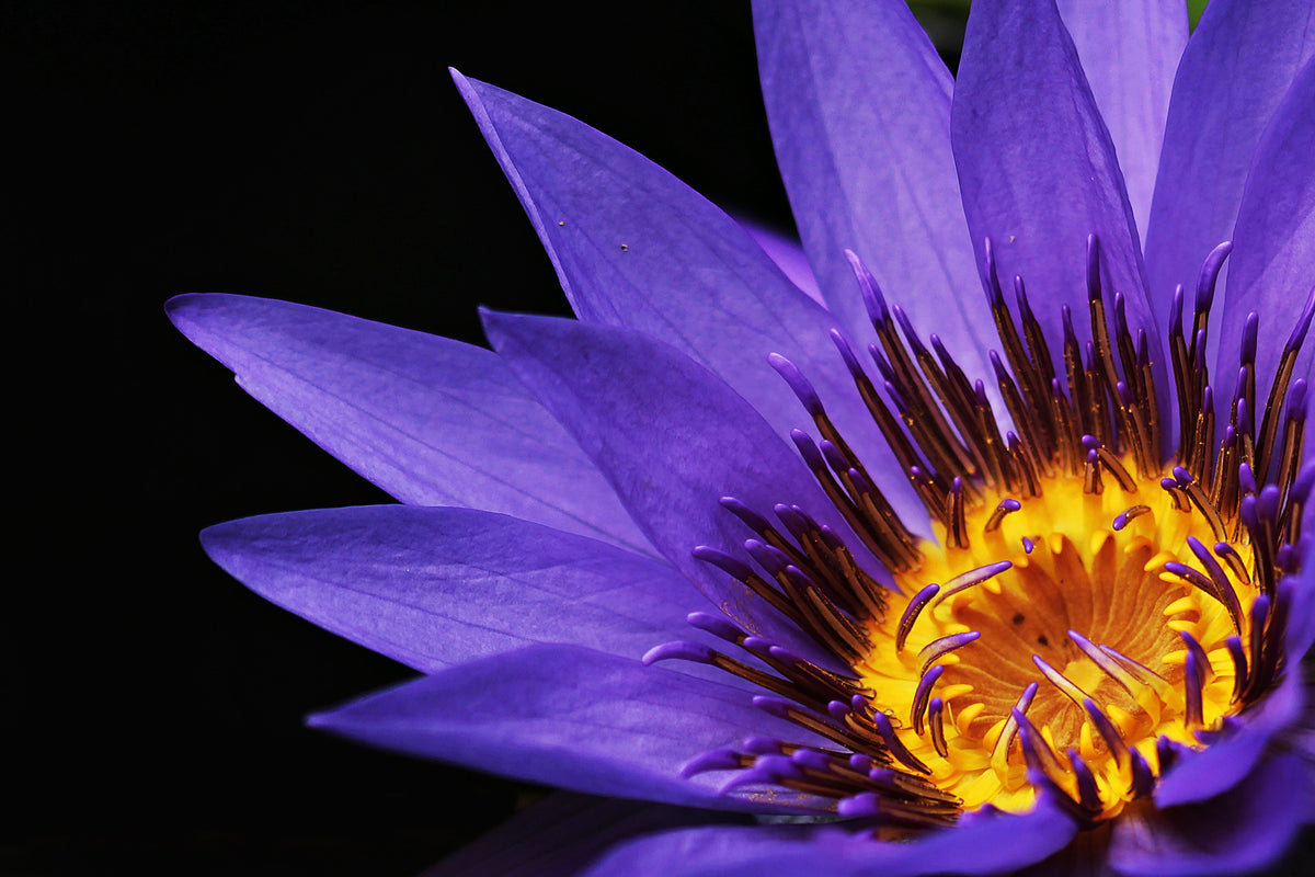 aluminium-print-xl-water-lily-in-purple