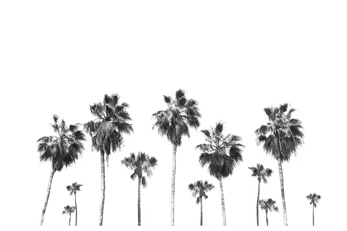 canvas-print-swaying-palms