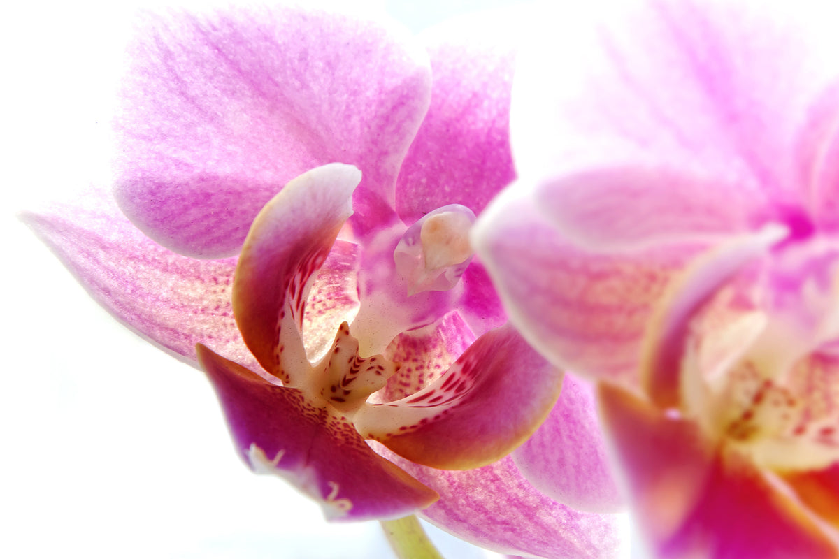3-piece-acrylic-print-magnificent-phalaenopsis