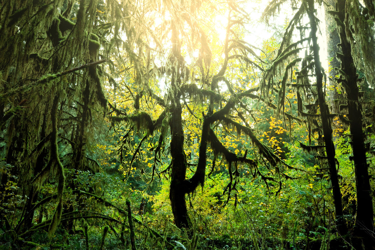 framedposter-print-dreamy-forest