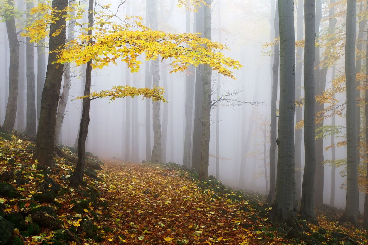 framedcanvas-print-untitled-xoj