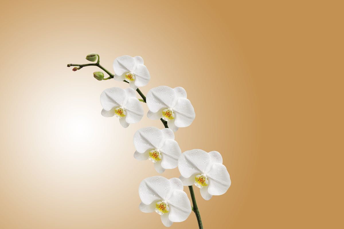 modern-3-piece-acrylic-print-white-orchids-xl