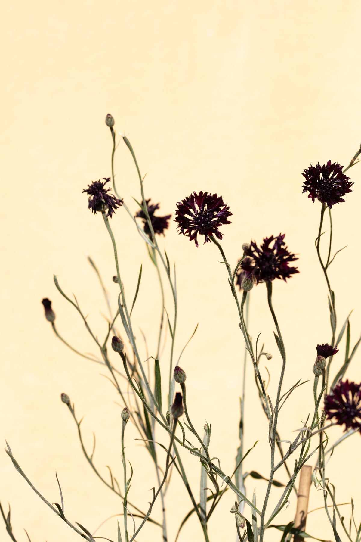 aluminium-print-withered-flowers