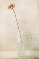 framedposter-print-miss-daisy