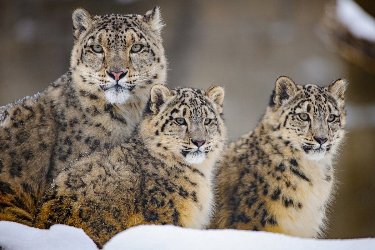 canvas-print-family-xuu