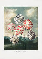 acrylic-print-a-group-of-carnations-from-the-temple-of-flora-1807