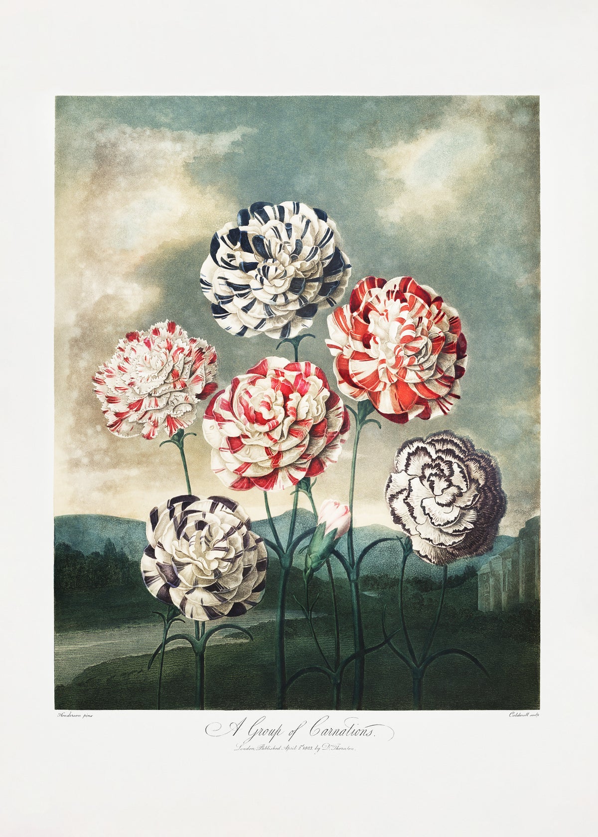 acrylic-print-a-group-of-carnations-from-the-temple-of-flora-1807