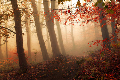 poster-print-towards-the-light