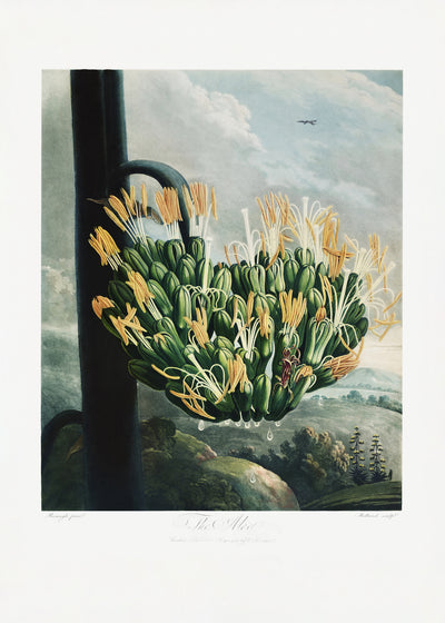 poster-print-the-aloe-from-the-temple-of-flora-1807