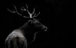 modern-3-piece-canvas-print-the-deer-soul