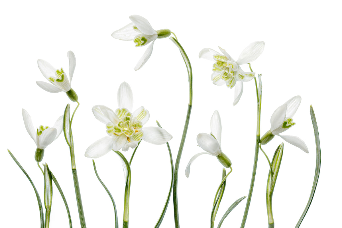 aluminium-print-spring-snowdrops
