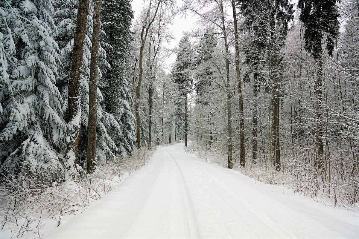 3-piece-acrylic-print-snow-in-the-forest