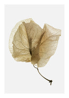 canvas-print-delicate-leaf-veins